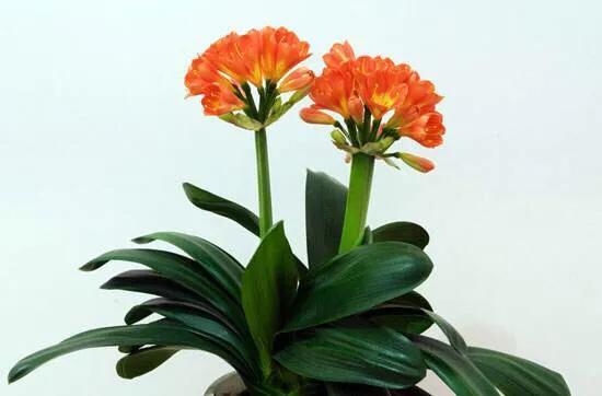 君子兰根系少量腐烂如何修剪,君子兰枯萎了怎么拯救