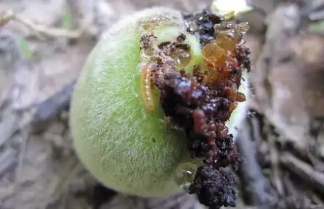 梨小食心虫的卵在桃树嫩梢上吗,怎样预防桃树食心虫