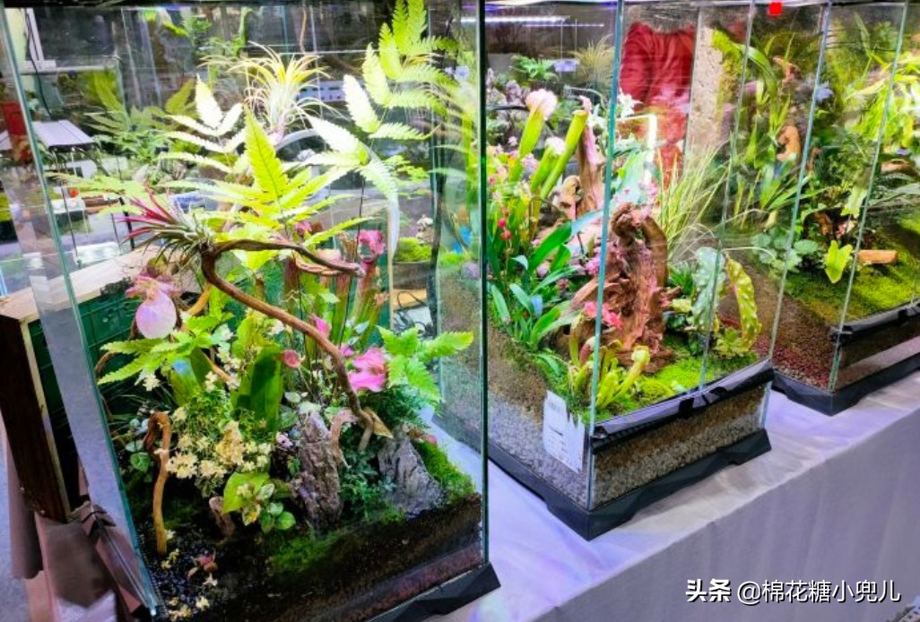 北京盆栽花卉批发市场,北京众兴花卉批发市场