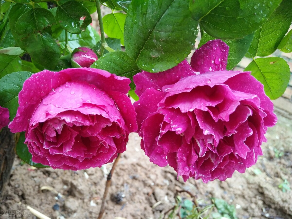 伊芙伯爵藤本月季的优缺点,艾拉绒球藤本月季优缺点