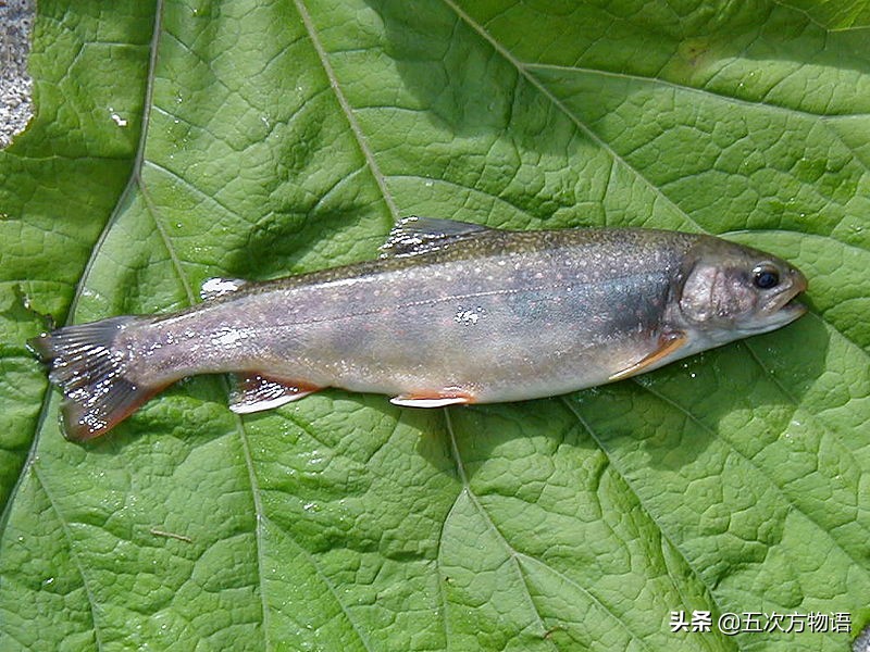松花江名鱼三花五罗十八子,三花五罗十八子鳇鱼