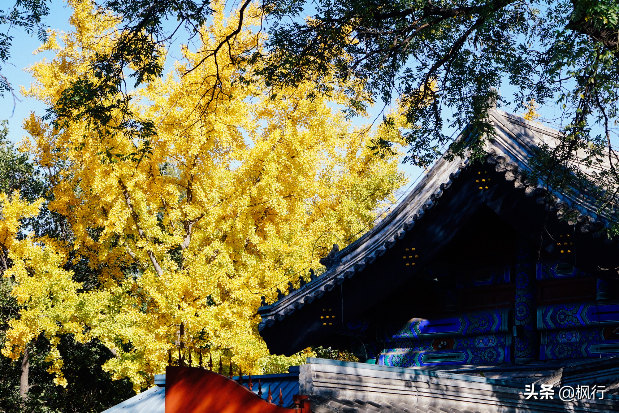 北京18个看银杏的好地方在哪,北京八大处看银杏攻略