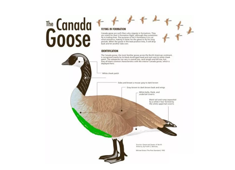 上万元的羽绒服,上万元一只的柯尔鸭凭啥这么贵