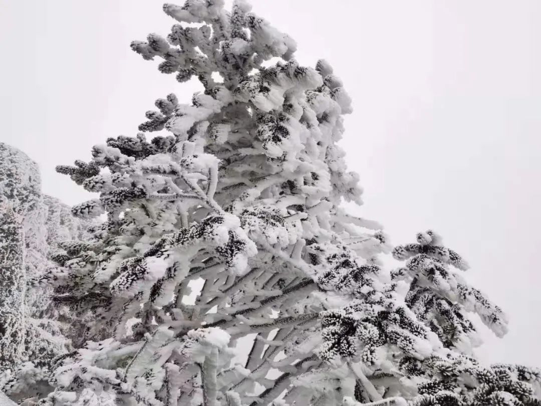 大寒潮小寒潮,寒潮带来大范围降雪