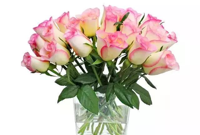 每天学习一点点花卉,100种常见玫瑰品种