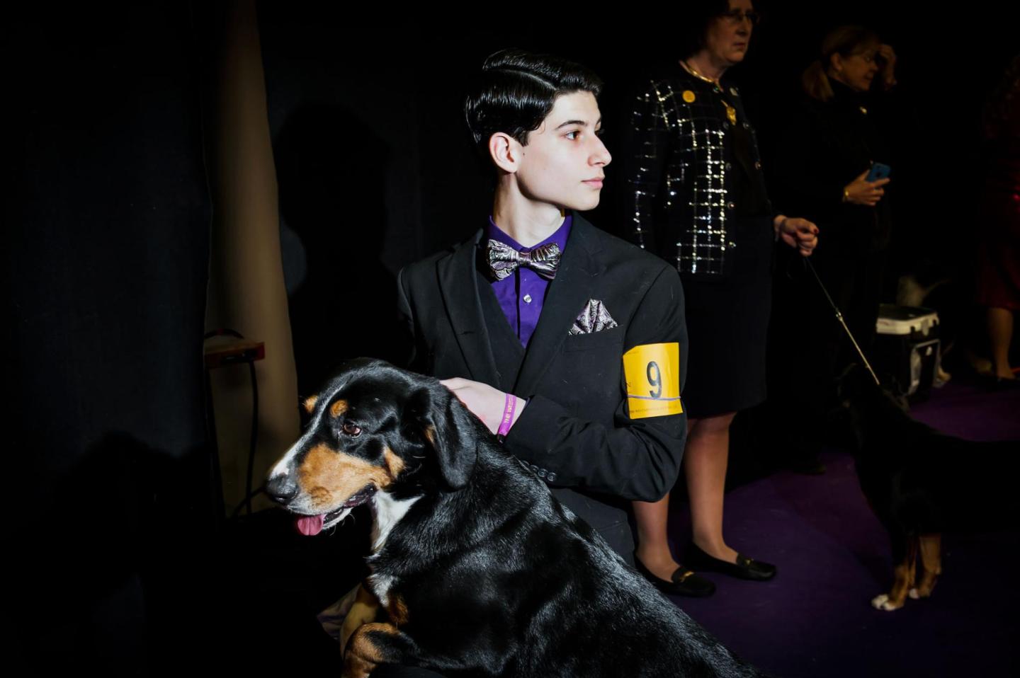 最聪明的十大狗狗品种介绍,史上最全的狗狗品种记得收藏