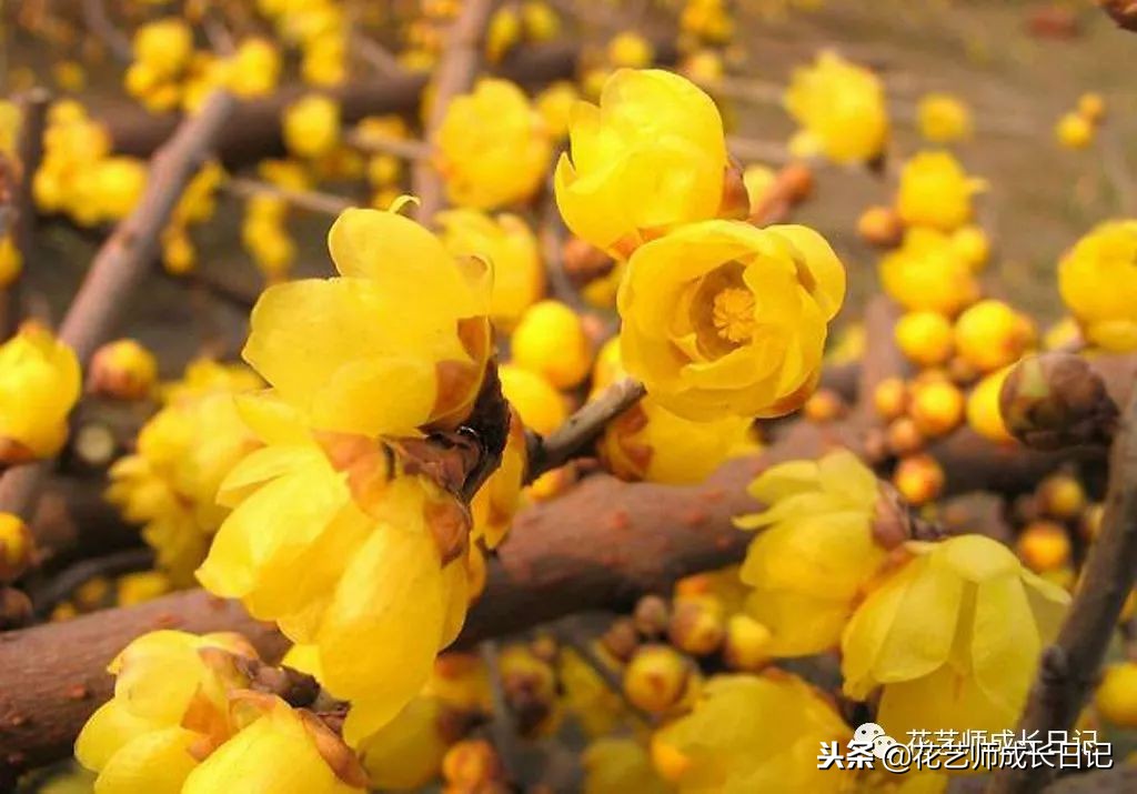 每日一花｜平生相见即眉开，一枝腊梅踏雪来