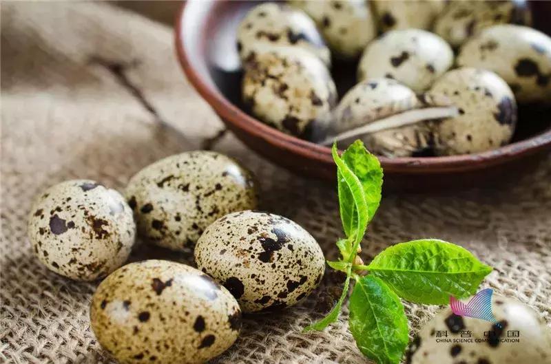 鸭蛋鸡蛋鹅蛋鹌鹑蛋哪个胆固醇高,鸡蛋鸭蛋鹅蛋鹌鹑蛋营养成分表