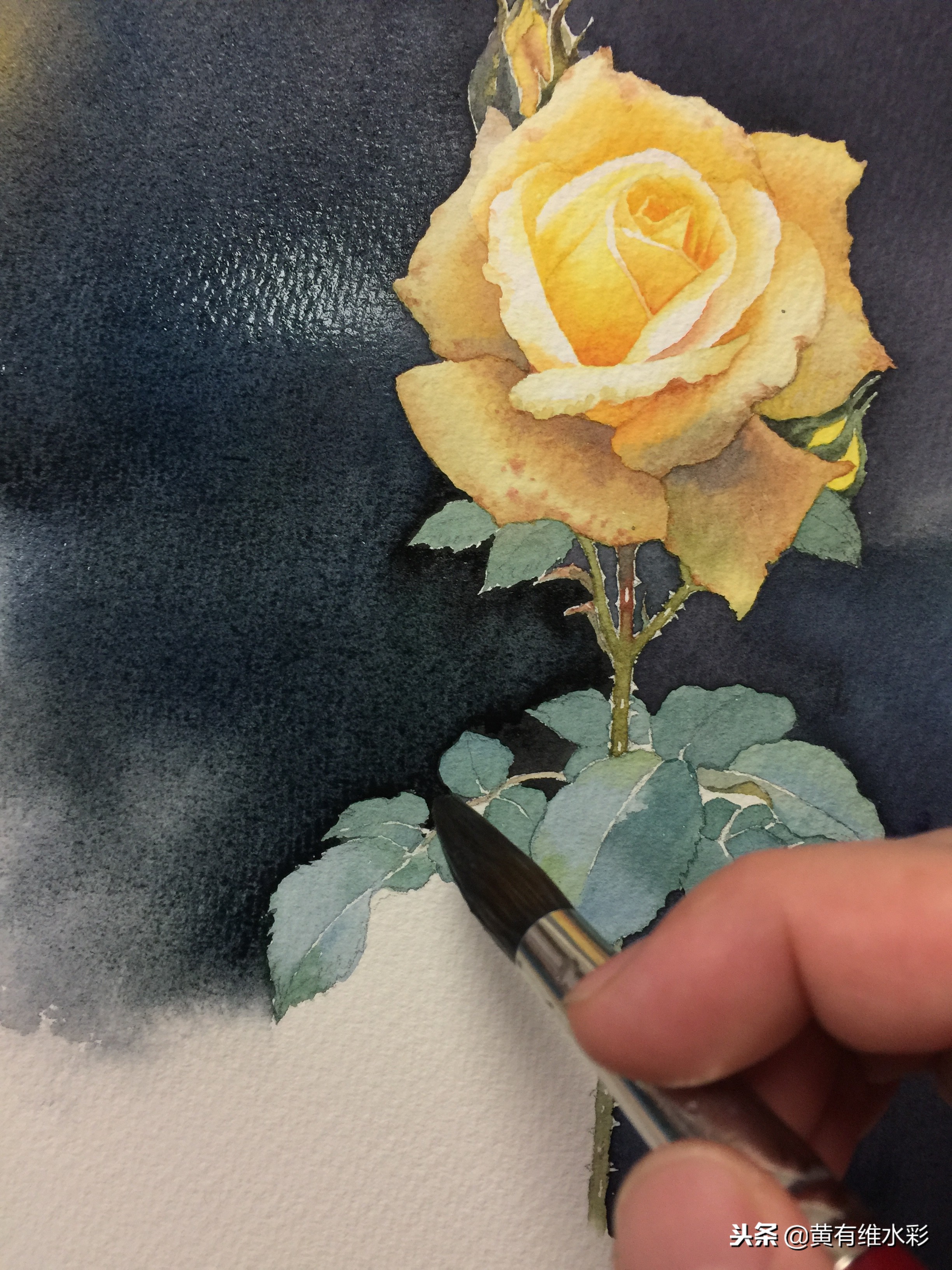 零基础入门水彩的基本画法,黄玫瑰水彩晕染