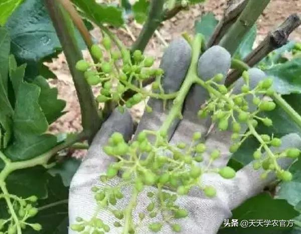葡萄为什么有大小粒,葡萄大小粒的原因及治疗方法