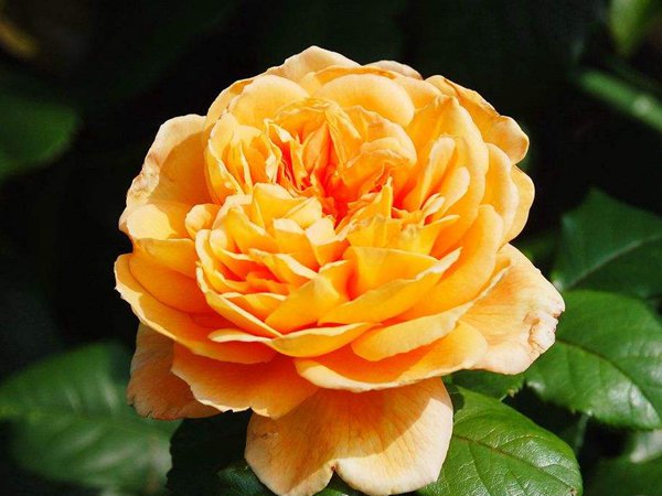 最适合做花墙的四季开花藤本月季,适合做花墙的藤本月季推荐