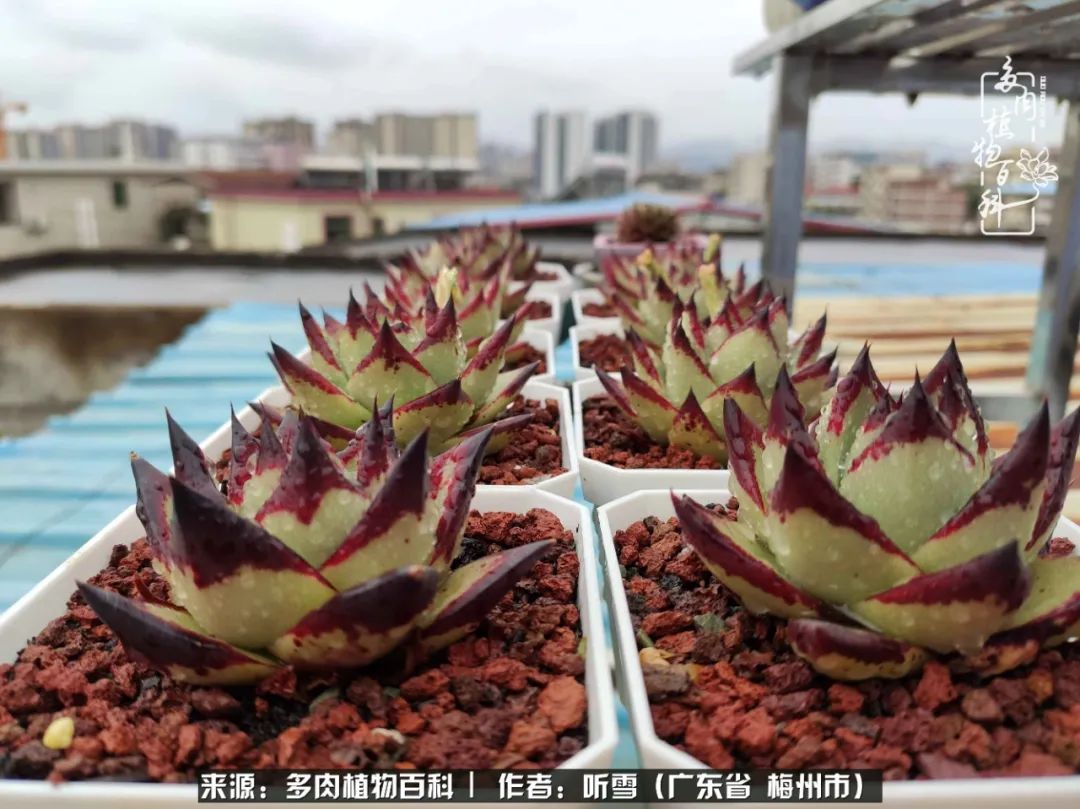 爱上多肉精致生活,爱上多肉我们的减压法宝