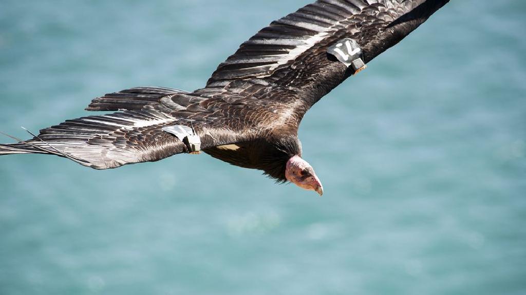 世界上最丑的鸟和最可爱的鱼,世界上最丑的鸟排名