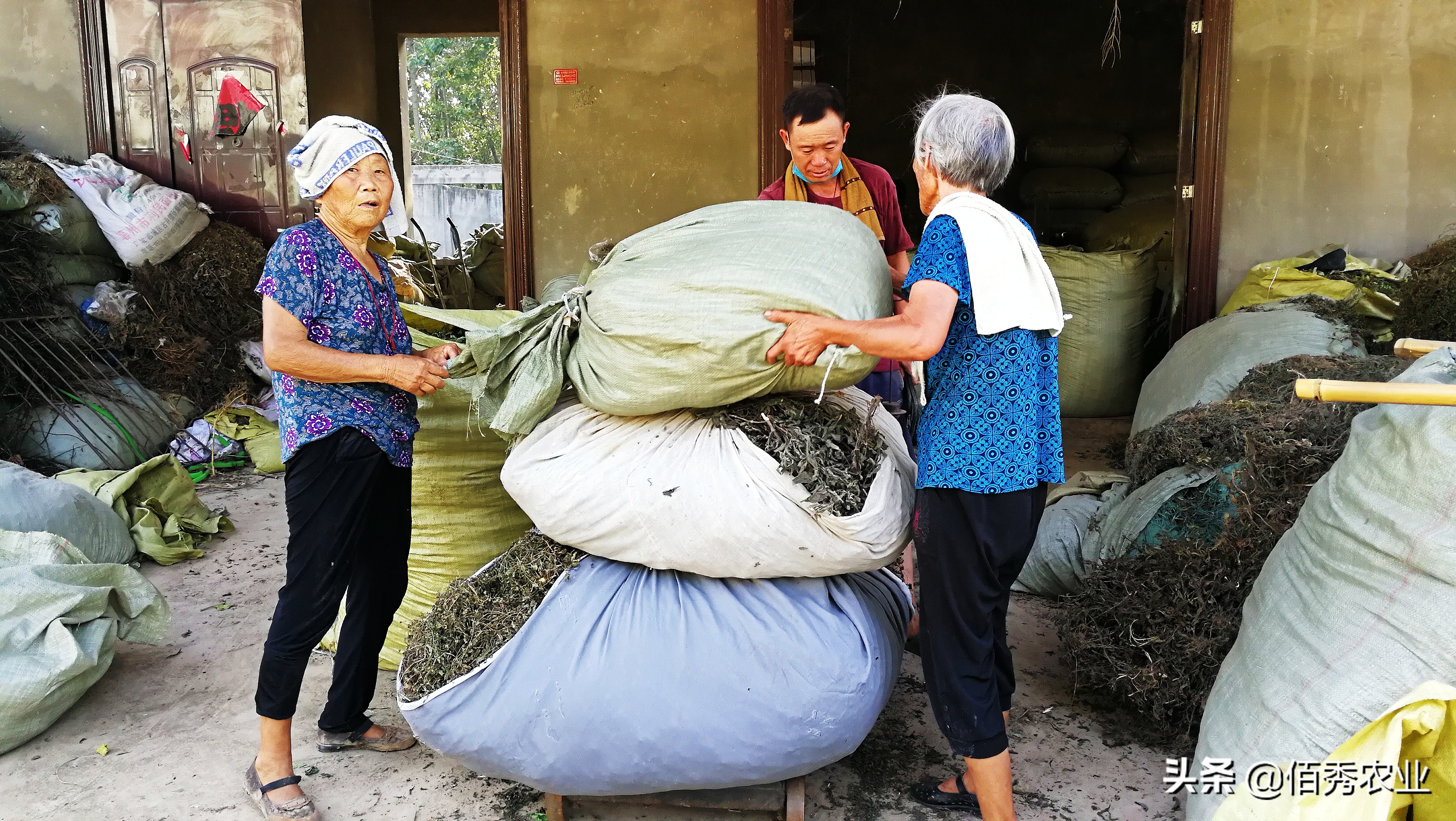 不想打工了在农村干什么可以致富,40岁在农村能做什么养家