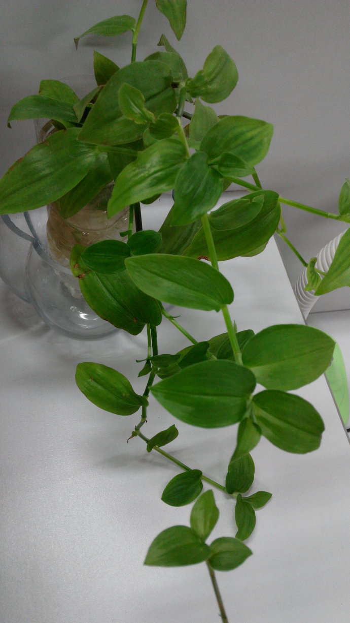 富贵竹和绿萝可以一起放在卧室吗,水培的绿萝可以放在卧室吗