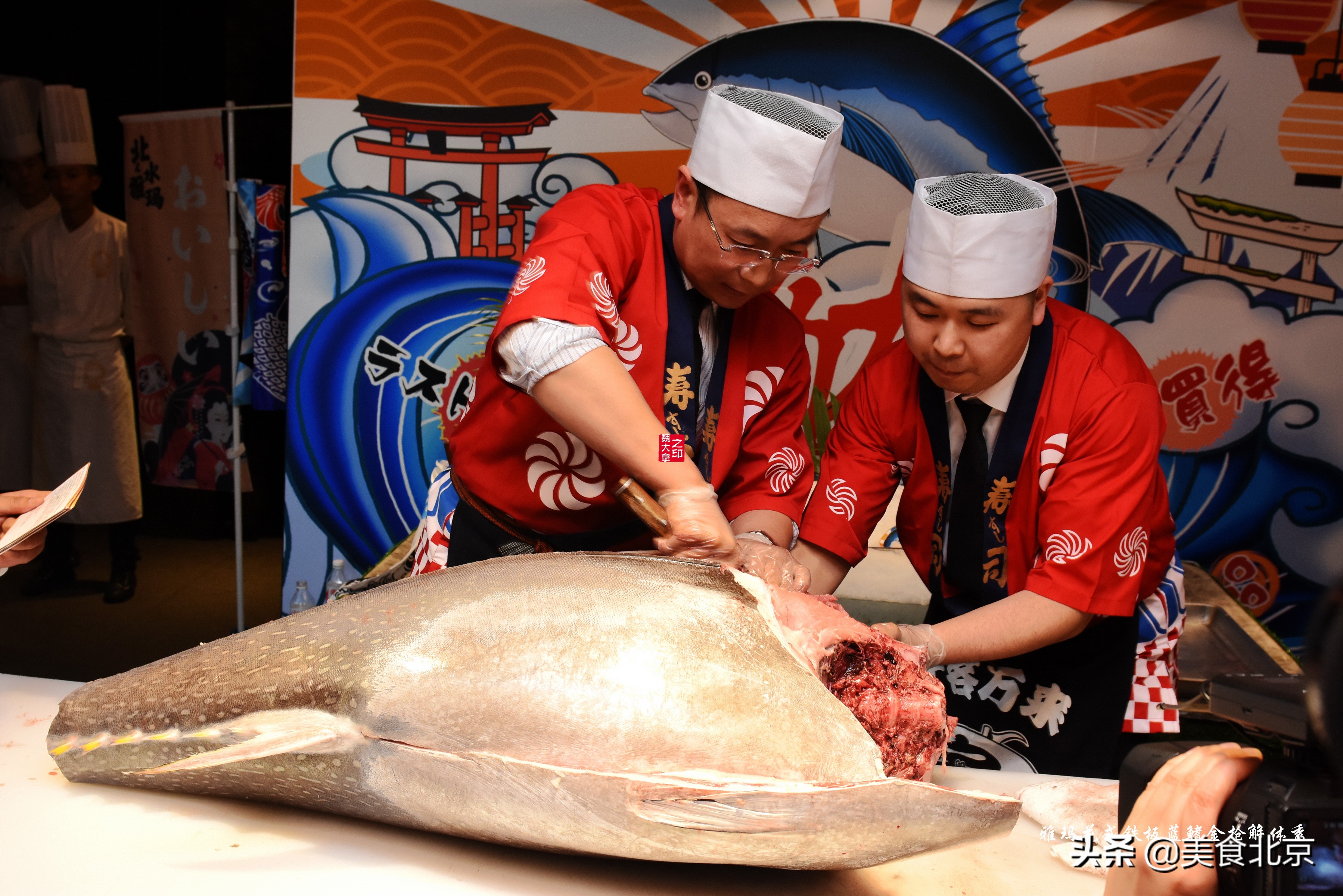 蓝鳍金枪鱼开鱼秀,深海捕蓝鳍金枪鱼