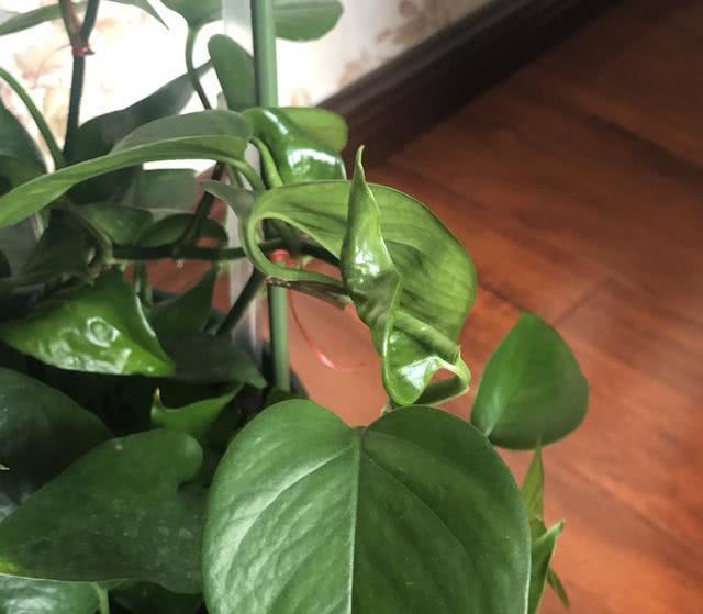 绿萝新叶卷曲焦黑,绿萝嫩叶卷曲是什么原因