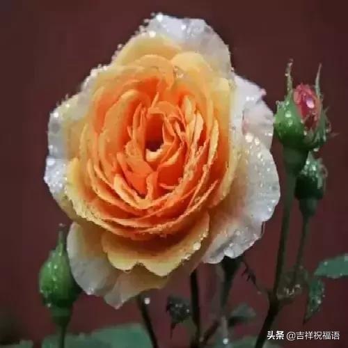 经典永远堪称经典,经典中的经典回味经典