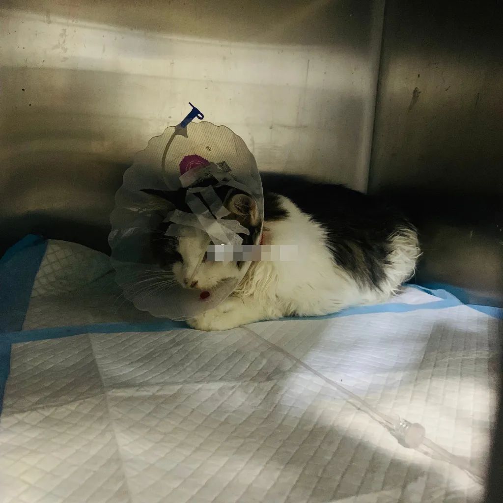 小佩饮水机3代漏电吗,小佩宠物饮水机真的有用吗