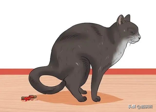 猫咪会长毛囊炎吗,猫咪会长老年斑吗