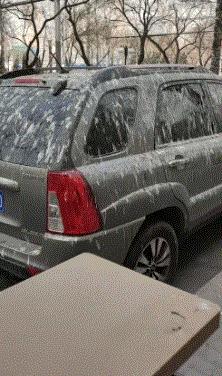 这只鹦鹉一直以为他是一只猴，所以每天都在重复做这个动作