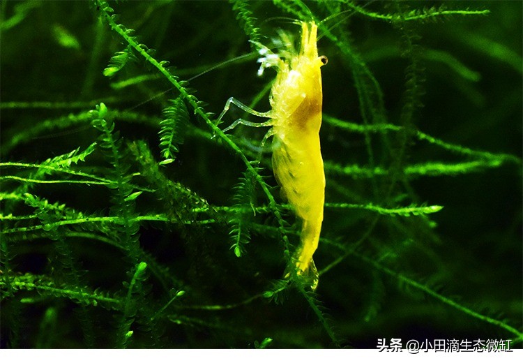 宠物虾简单养殖,虾类宠物观赏