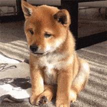 桑塔纳手动挡风尚版提车,大众1.6手动挡桑塔纳多少钱