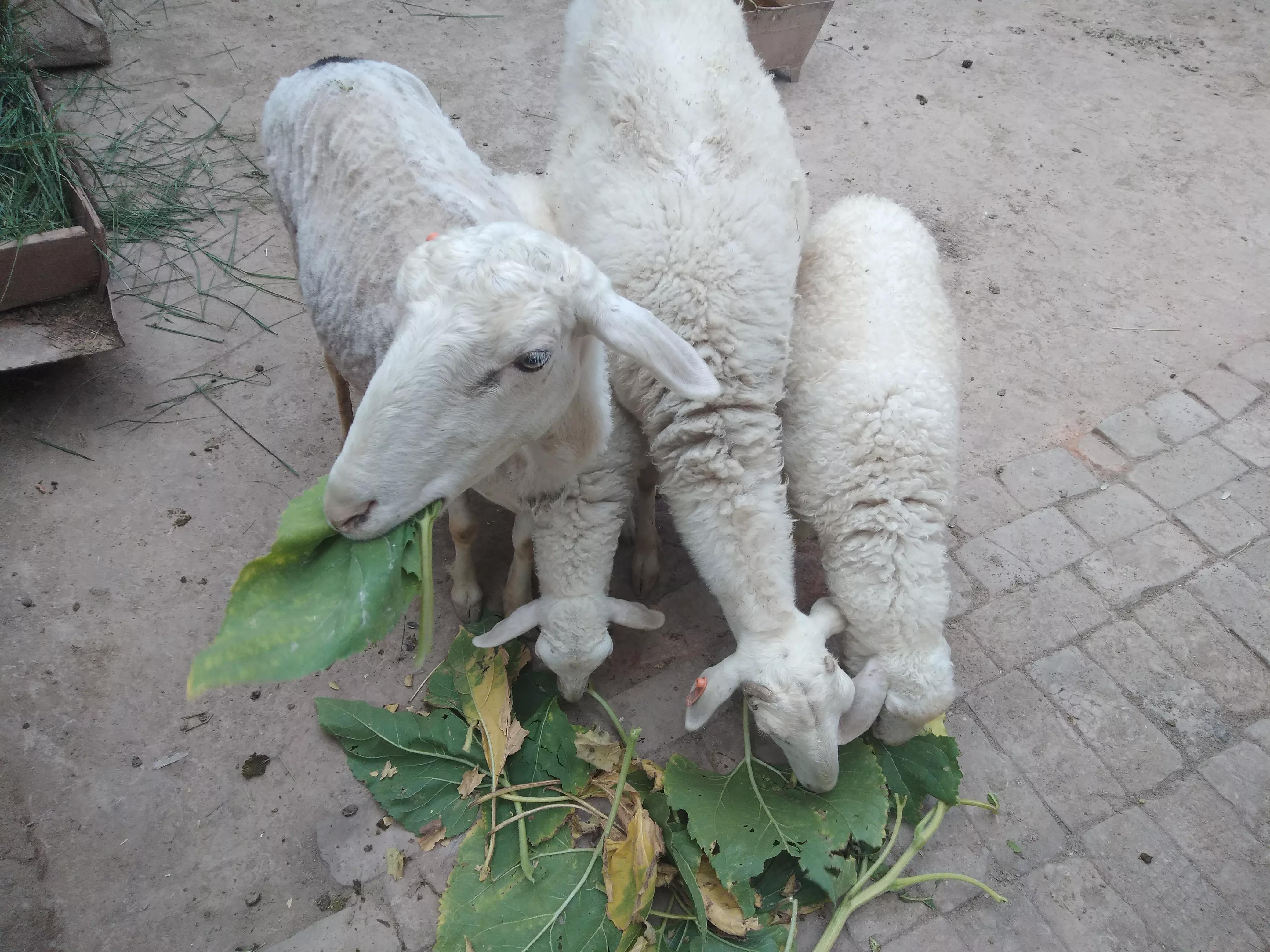 养羊人赚钱吗,养羊人的下场