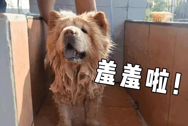 最好的宠物乐园在哪儿,19.9元宠物乐园