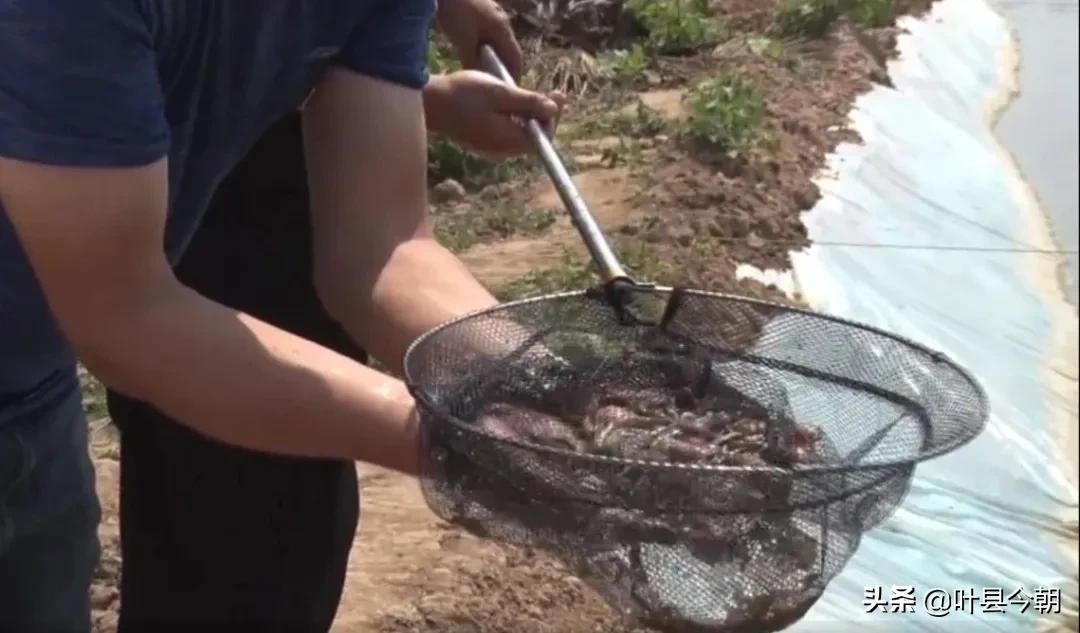 农村创业养殖泥鳅能赚钱,一亩地大棚养殖泥鳅利润