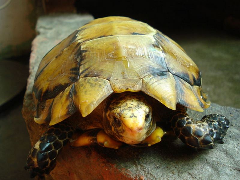 凹甲陆龟为什么养不活,凹甲陆龟是重点保护动物吗