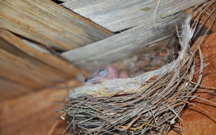 燕窝真假鉴别最简单方法,燕窝鉴别方法怎样辨别优质燕窝