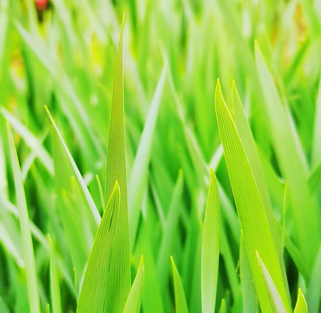 吉林北果：乡下的端午