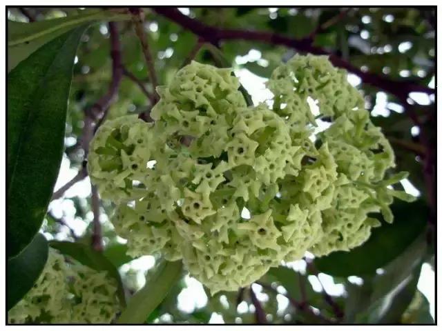 海南珍贵树木有哪些图片,海南花草树木名称大全