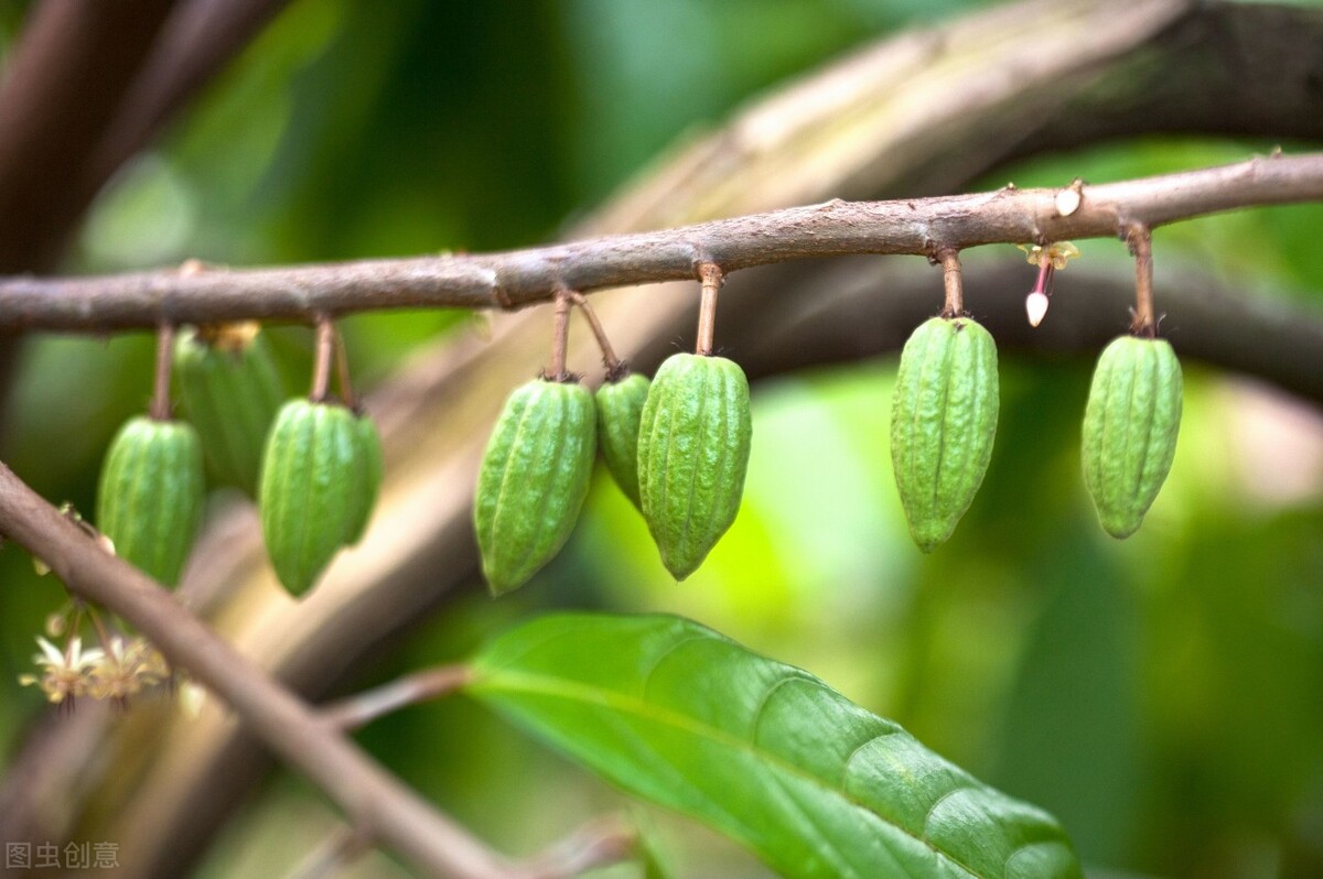 苍蝇是怎么形成的为什么不能灭绝,苍蝇灭绝了会有什么后果