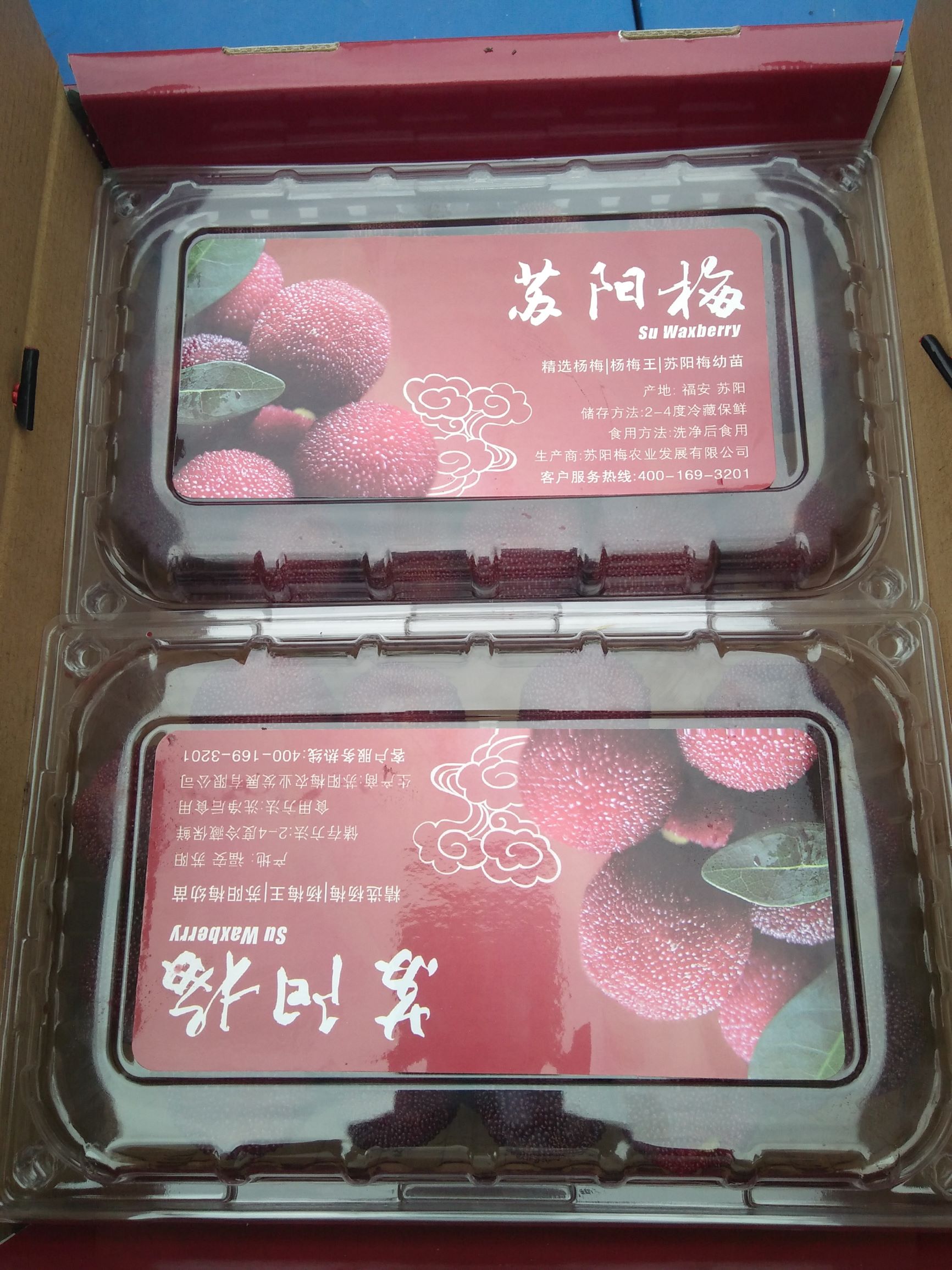 福建福安杨梅,福安杨梅基地在哪里