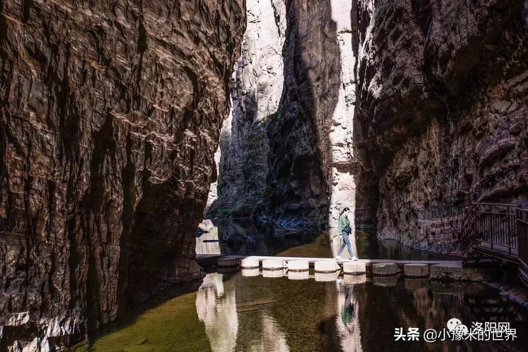 河南洛阳发布最新通知,洛阳牡丹花会向全世界发出邀请