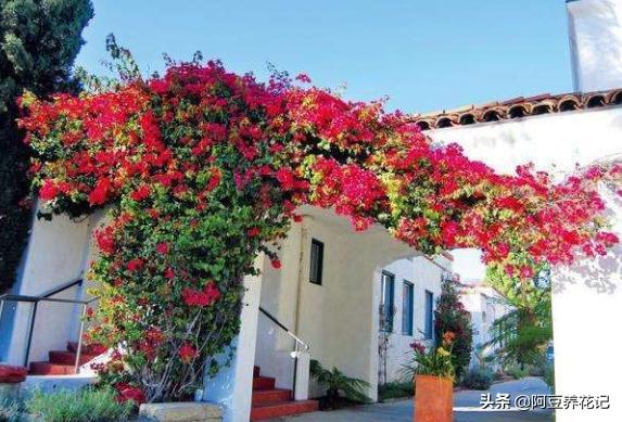 露台养花草种菜,露台种植花草盆栽