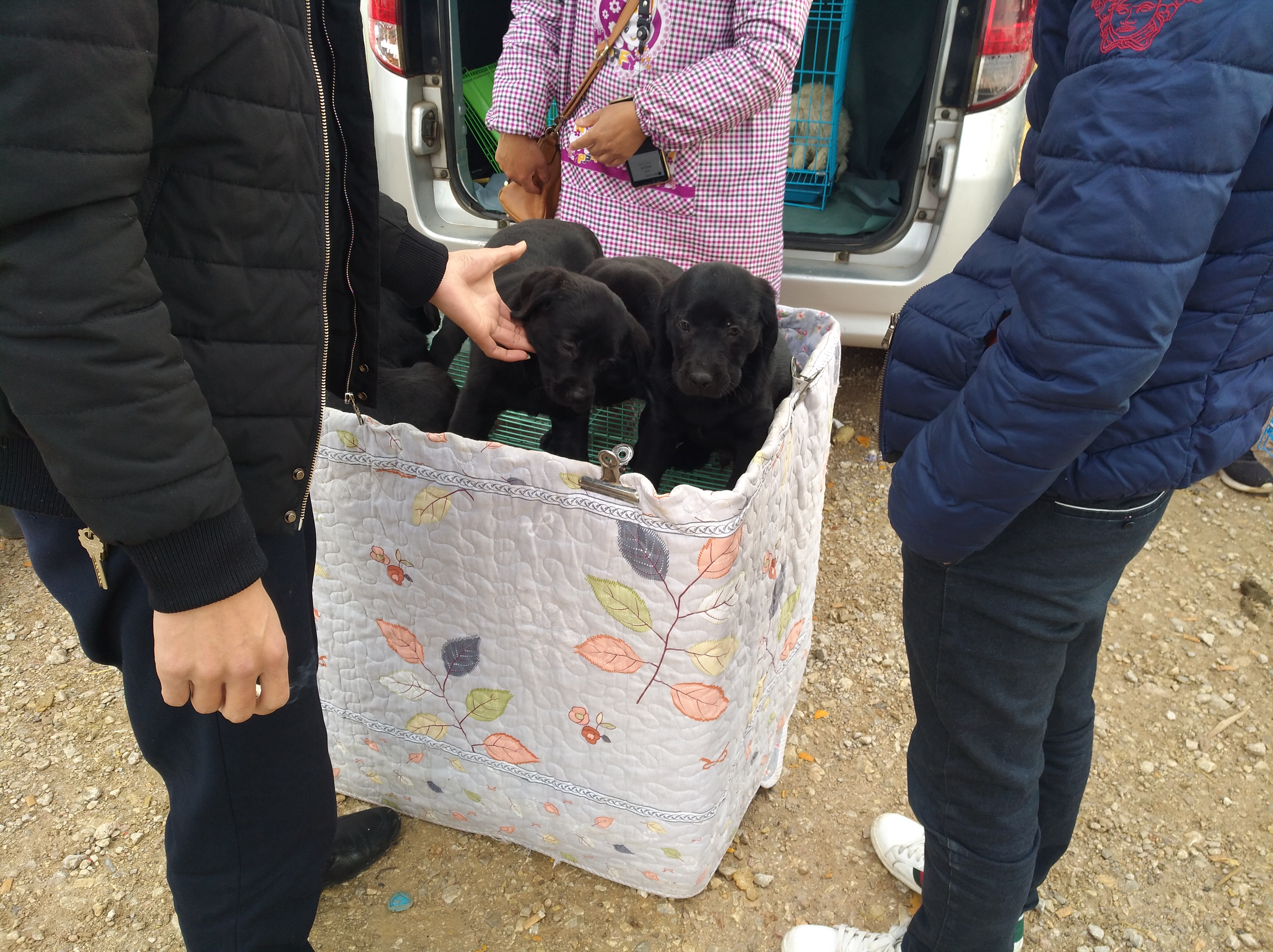 拉布拉多走丢被狗贩子捉到,拉布拉多犬走丢又找到家了