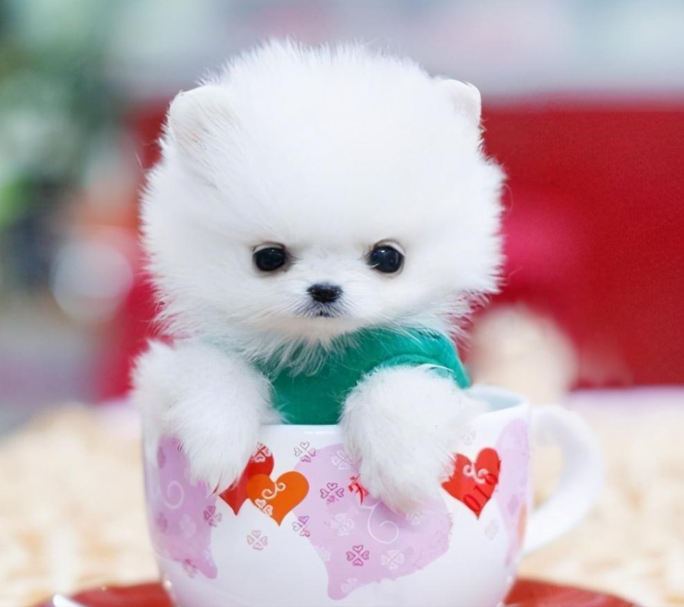 英国女王喜爱柯基,英国女王偏爱狗