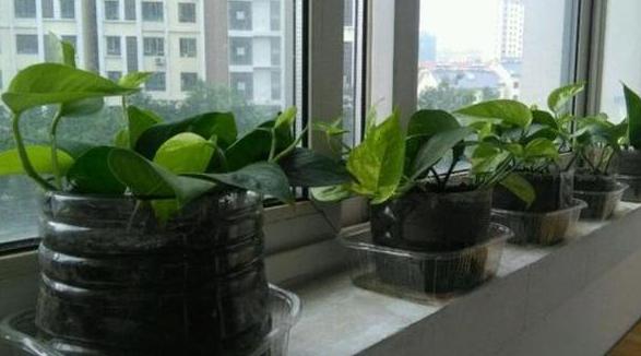 冬天绿萝移盆的正确方法,深秋时节绿萝反黄怎么办