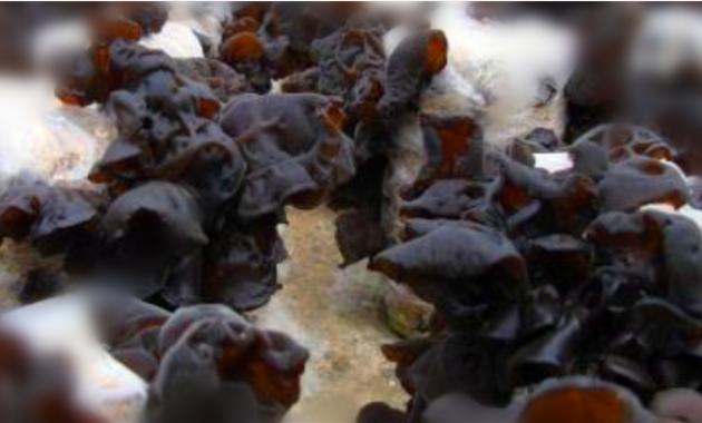 木耳生长过程中的病虫害,木耳病害有哪些