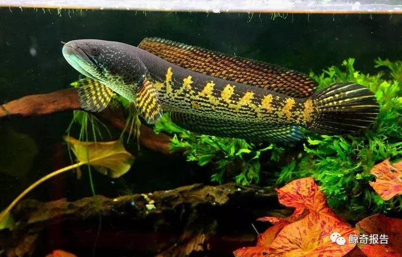 黄金眼镜蛇幼鱼饲养方法,饲养黄金眼镜蛇雷龙的温度是多少