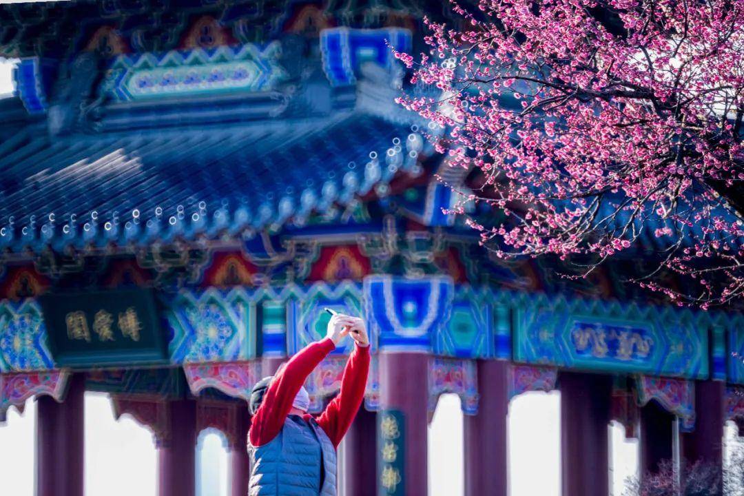 南京梅花为什么有名,南京梅花文化源