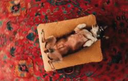 澳洲狗子吸毒,澳大利亚流浪狗