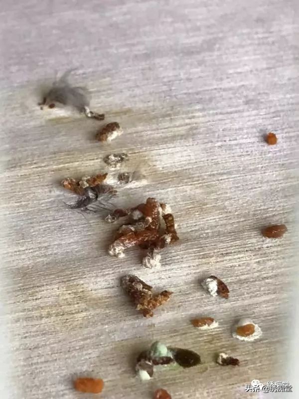 一品绣娘小说阅读,一品绣痴