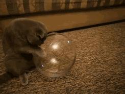 猫是固体还是液体有科学依据吗,科学家证实猫是液体