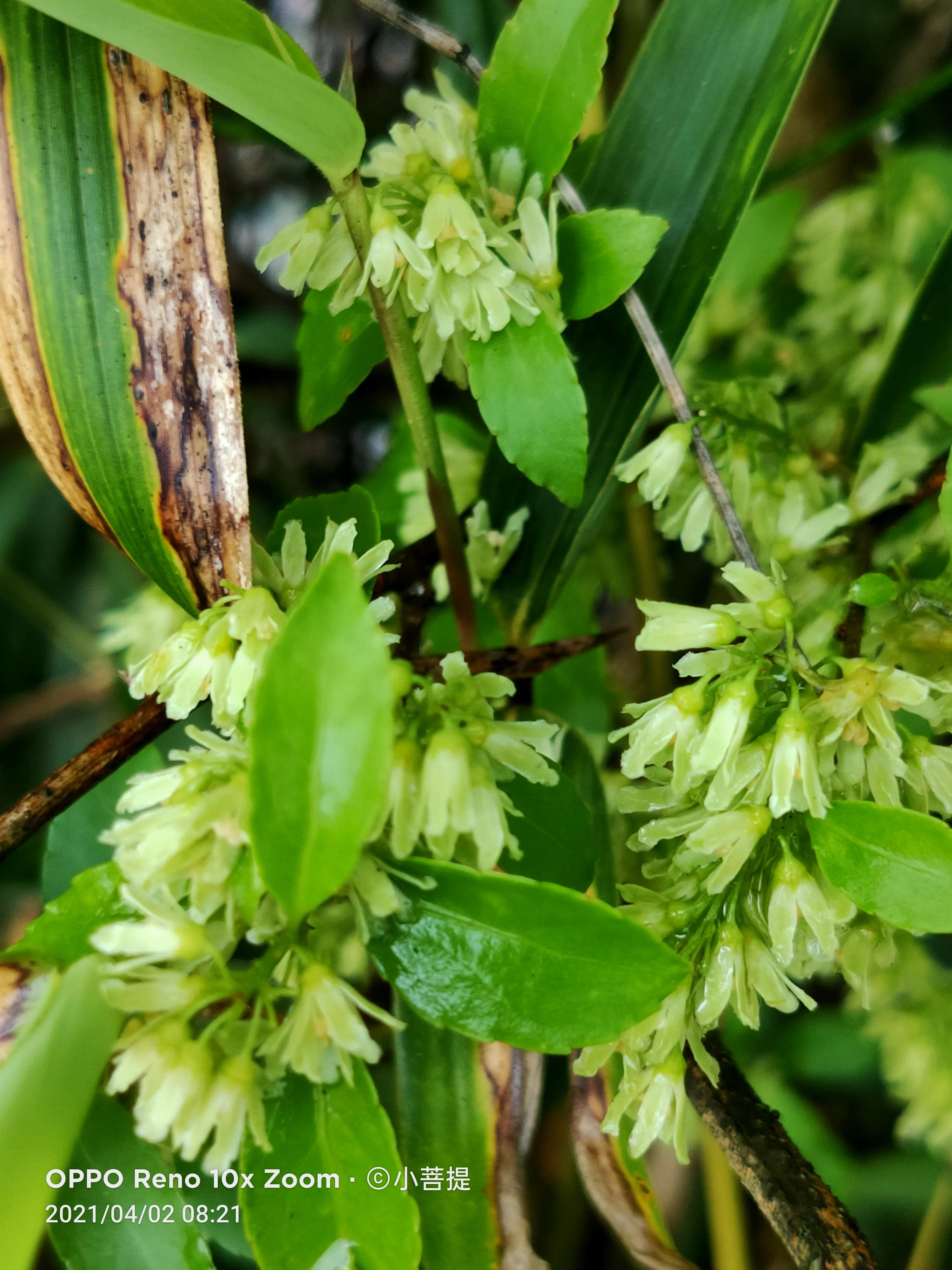 清明时节开花的花草有哪些,早春时节各种植物的样子
