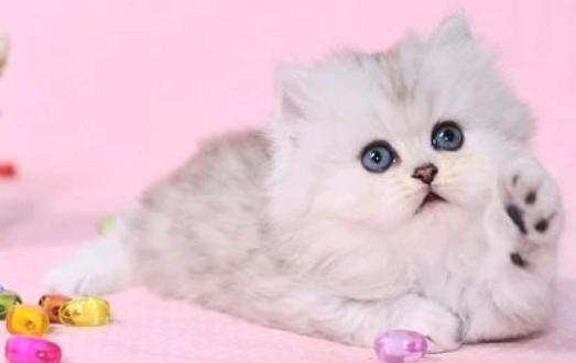 如何挑选一只自己喜欢的猫咪,怎么从一窝猫咪里挑选最乖的一个