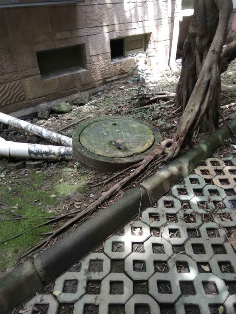 成都网友投诉怡丰新城小区榕树成灾危及行人，高新管委会回应